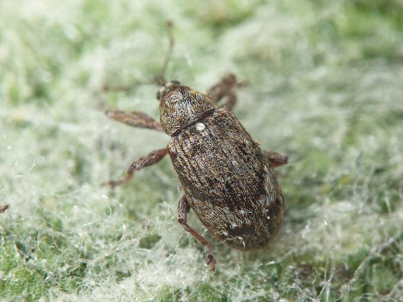 Anthonomus (Anthonomus) pomorum (Linnaeus, 1758)